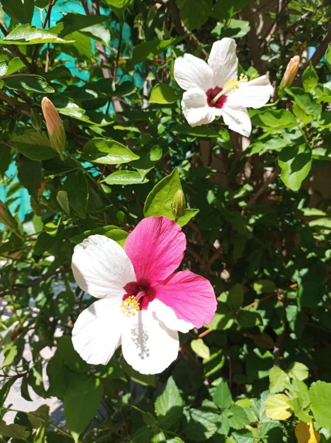 דירות פלאיה אונדה Casa Kalani מראה חיצוני תמונה